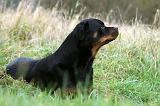 ROTTWEILER 389